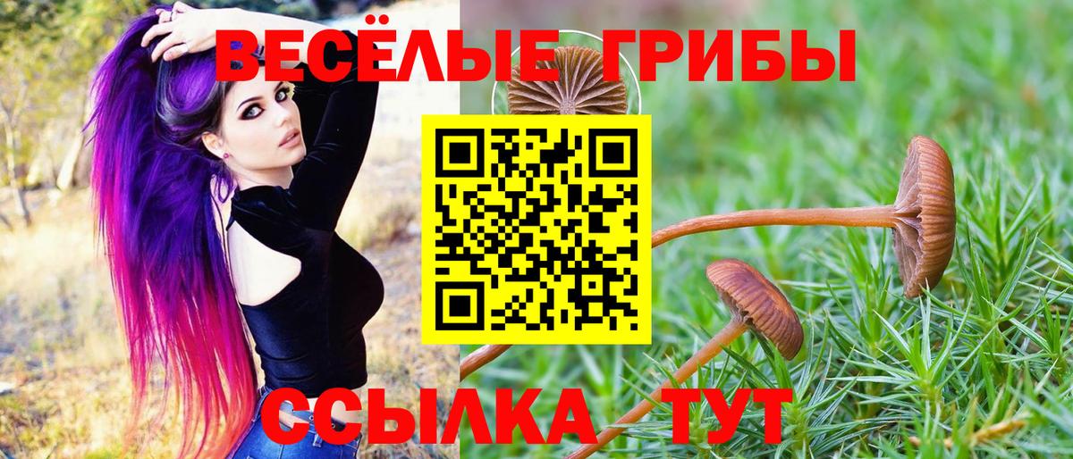 Псилоцибиновые грибы мицелий Кузнецк